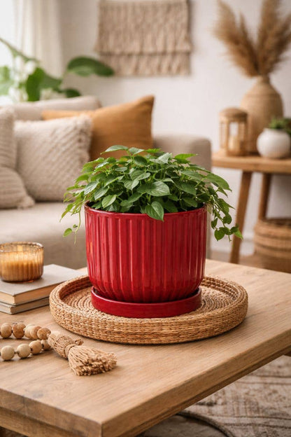 Burgundy Ribbed Planter with Saucer Item #14935