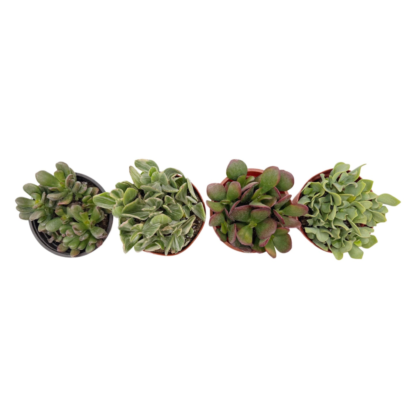 Assorted Jade | 4 inch