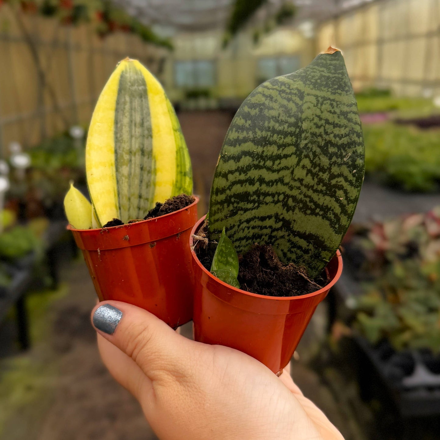 Koi Fin Snake Plant - 2.5" Live Plant - Mini Whale Fin