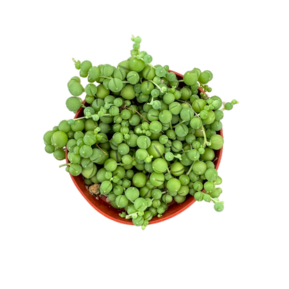 String of Pearls | 4 inch | Senecio rowleyanus