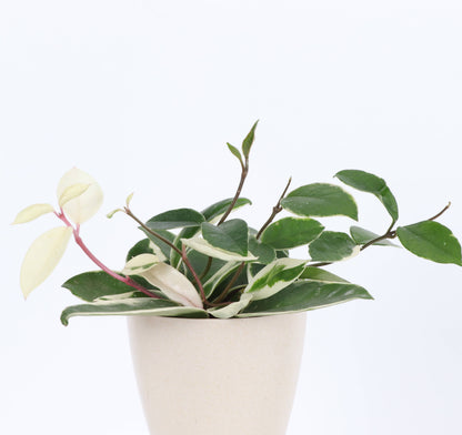 Hoya Krimson Queen Tricolor - Wax Plant - Live Plant