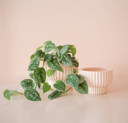 Presley Pedestal Planter | Ballerina