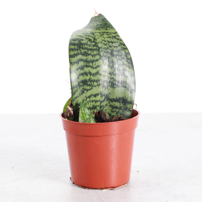 Koi Fin Snake Plant - 2.5" Live Plant - Mini Whale Fin