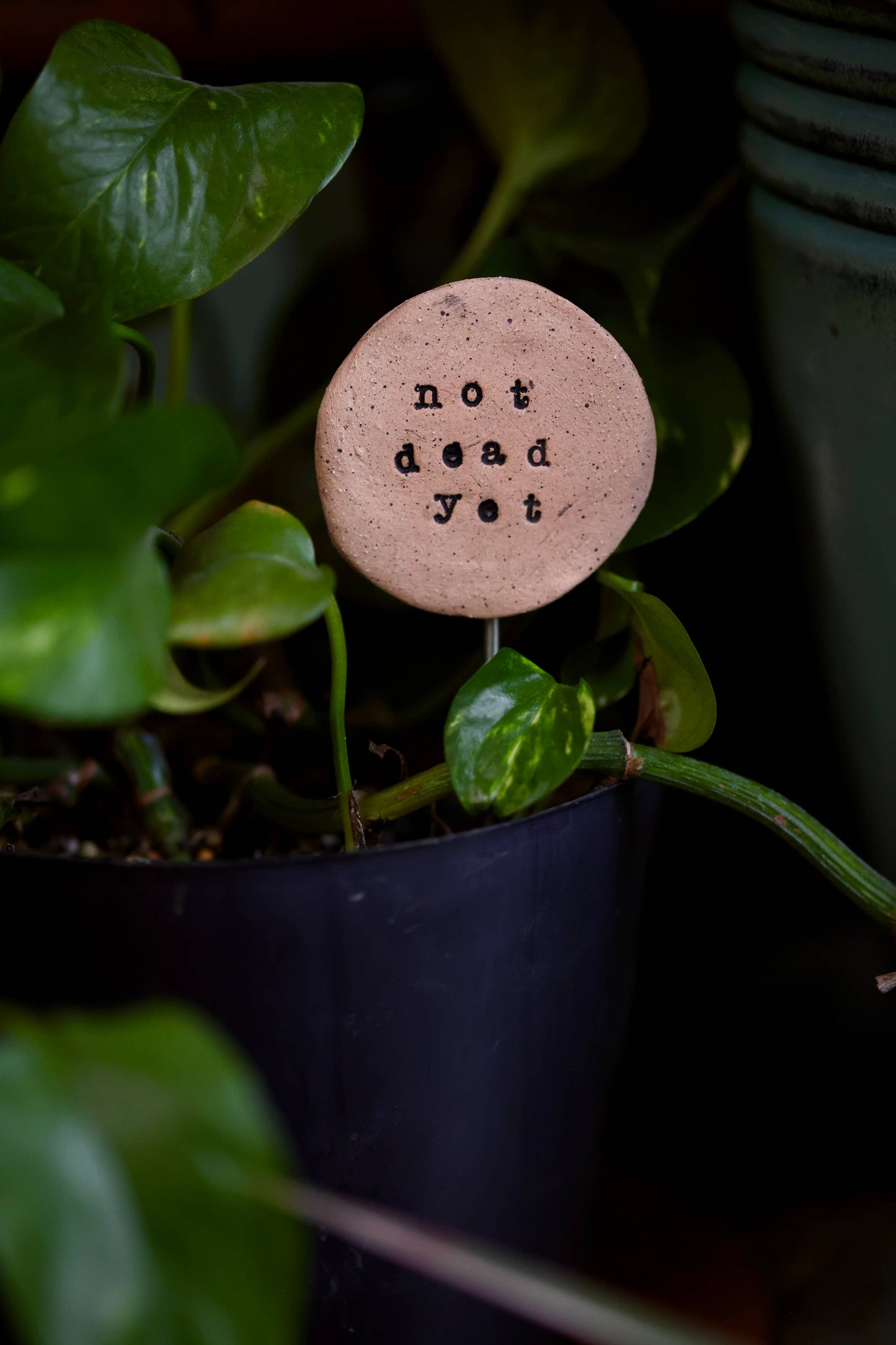 Plant Buddies - Text - Not Dead Yet