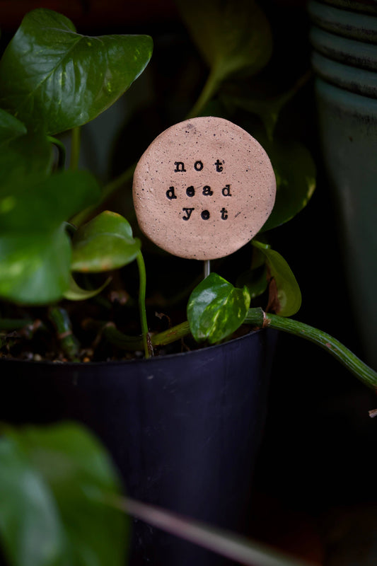 Plant Buddies - Text - Not Dead Yet
