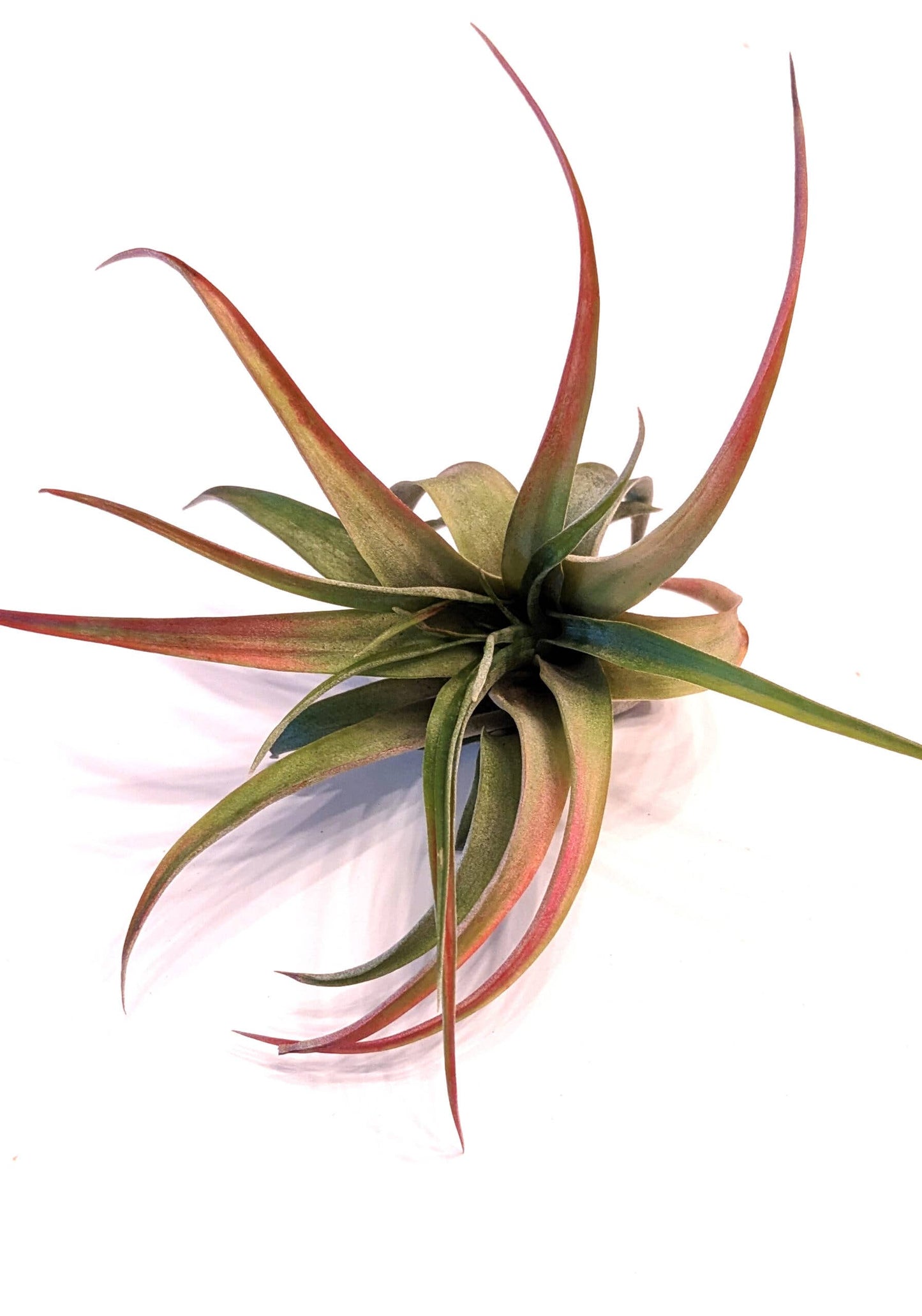Tillandsia Jumbo Air Plant Mix