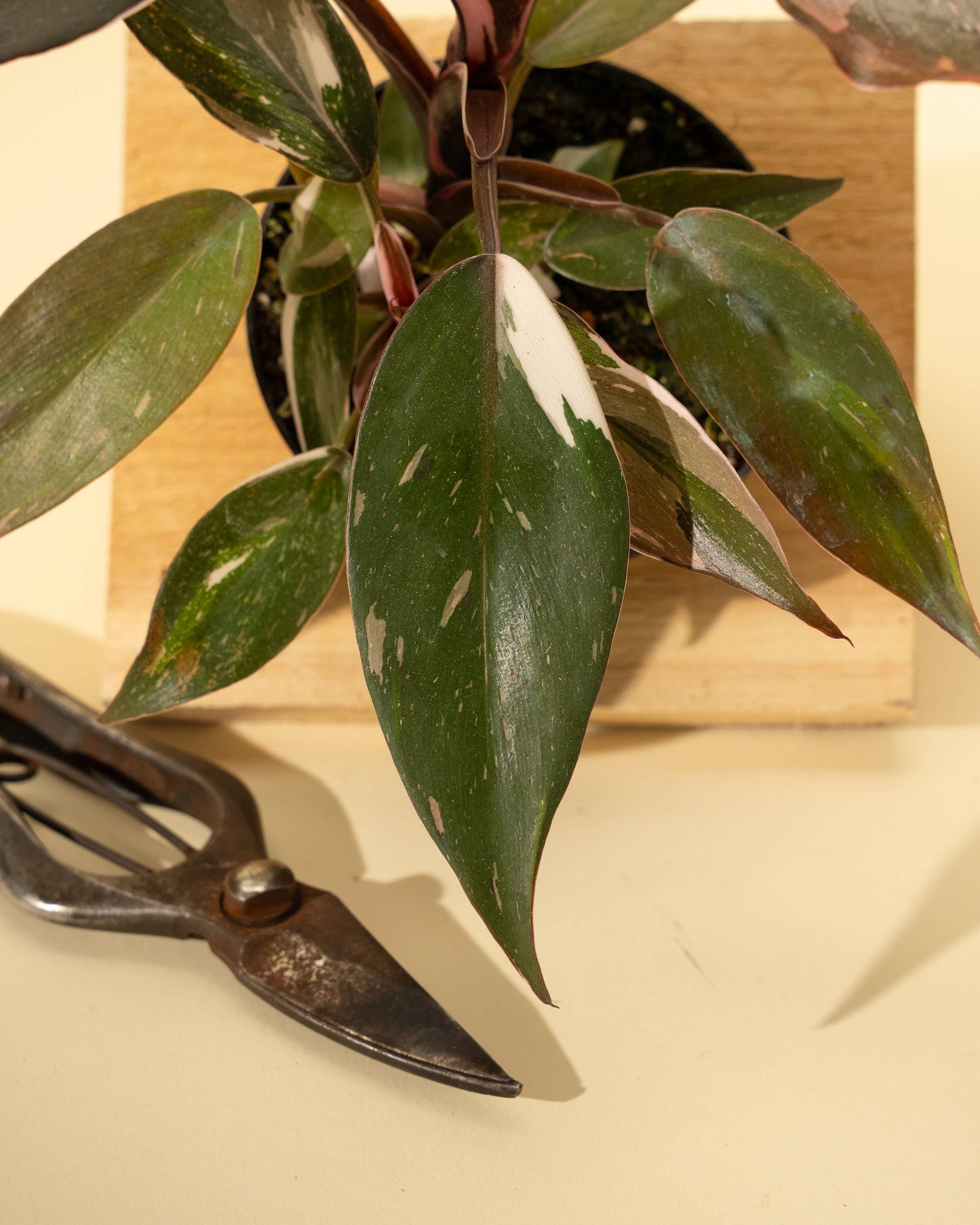 Philodendron Red Anderson 'Pink Knight' - 4 inch