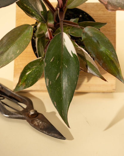 Philodendron Red Anderson 'Pink Knight' - 4 inch