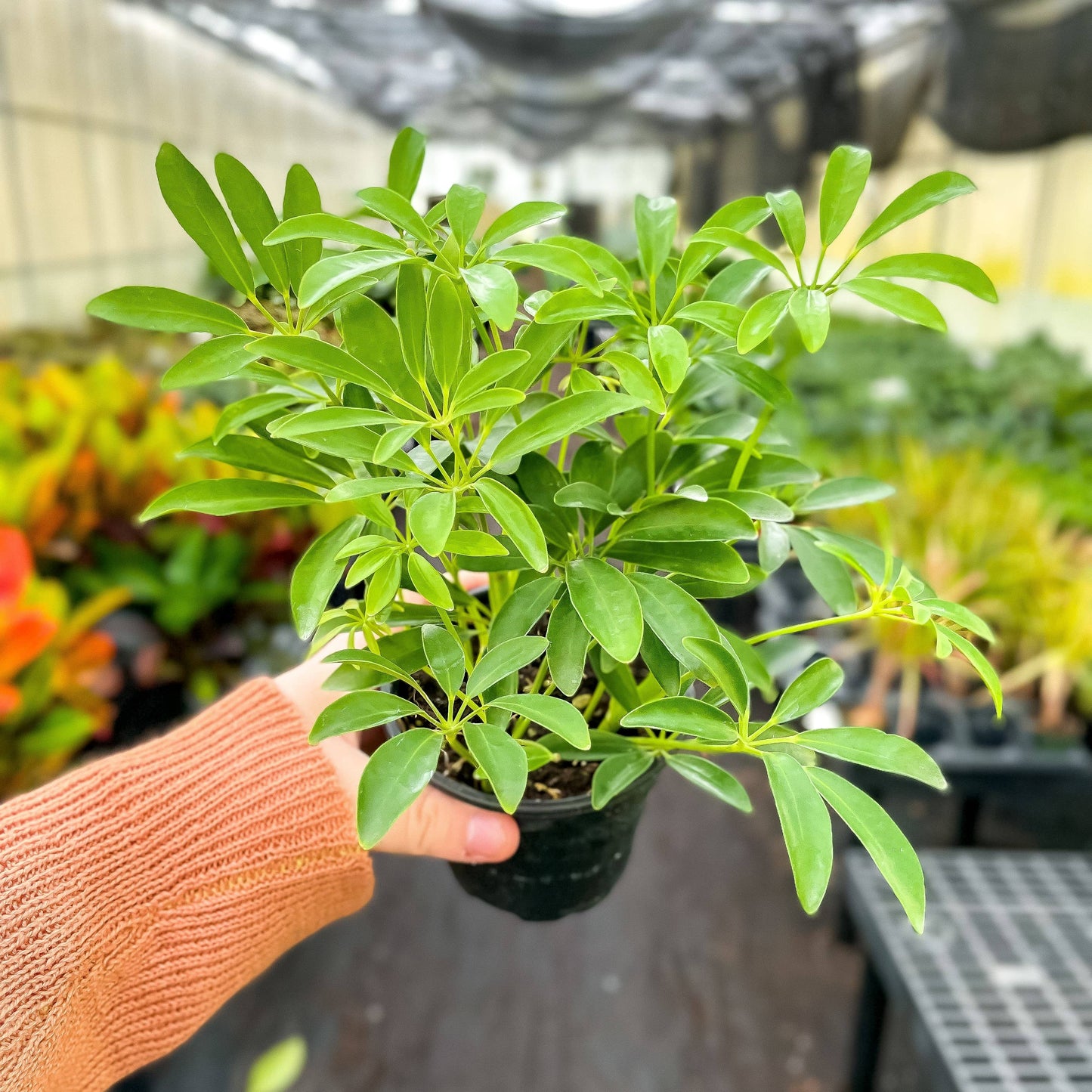 Schefflera Arboricola -  Live Plant