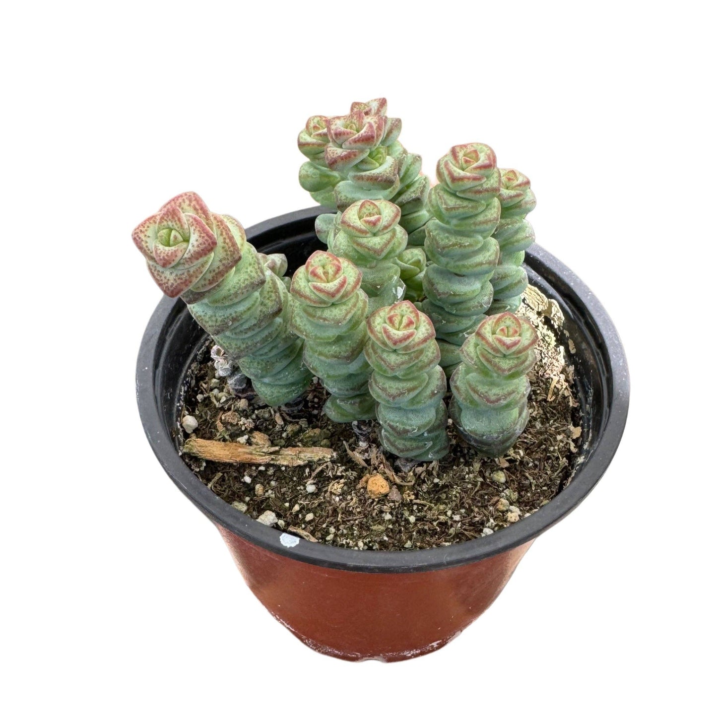 Crassula 'Baby's Necklace' | 4 inch