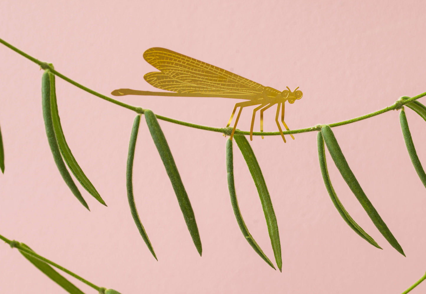 Plant Animal - Damselfly, insect plant accessory