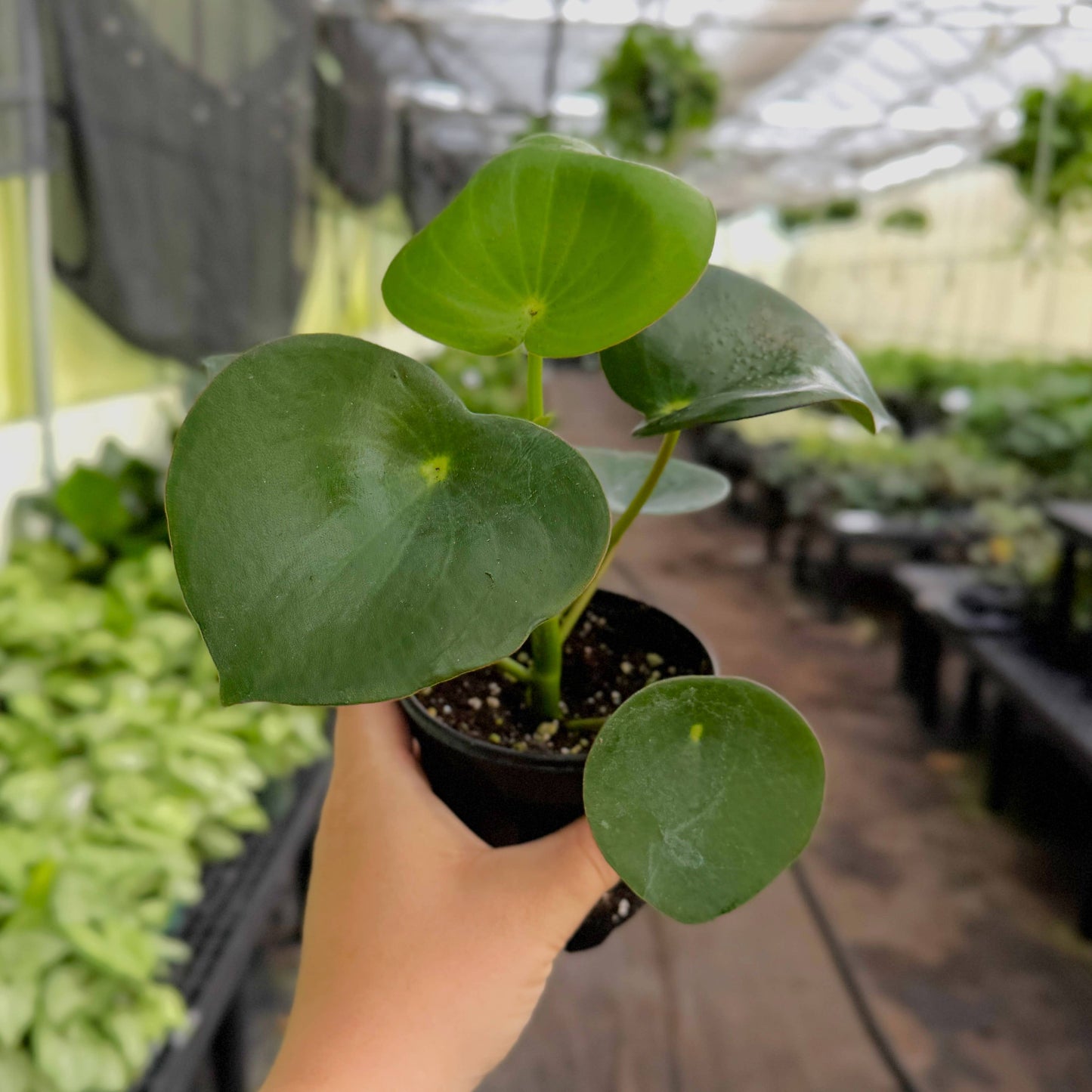 Raindrop Peperomia - 4" Live Plant