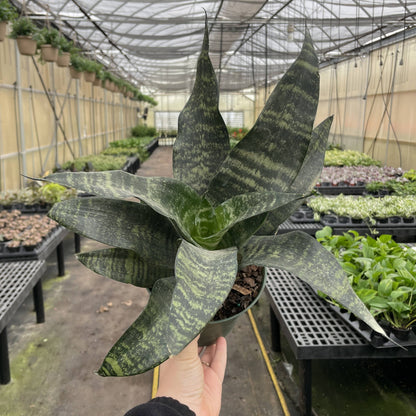 Snake 'Zeylancia',  Snake Plant - Live Plant