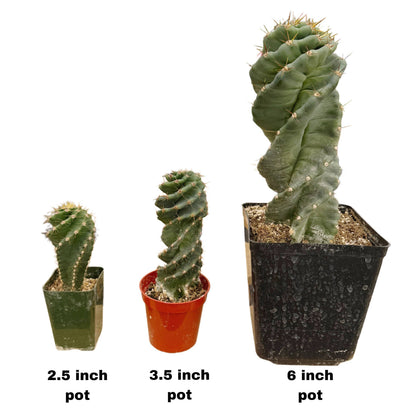 Spiral Cactus | Extra Small 2.5" | Cereus forbesii spiralis