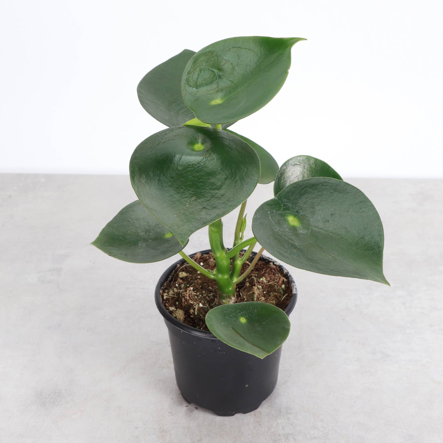 Raindrop Peperomia - 4" Live Plant