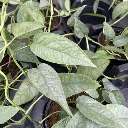 Cebu Blue Pothos - 4" Live Plant