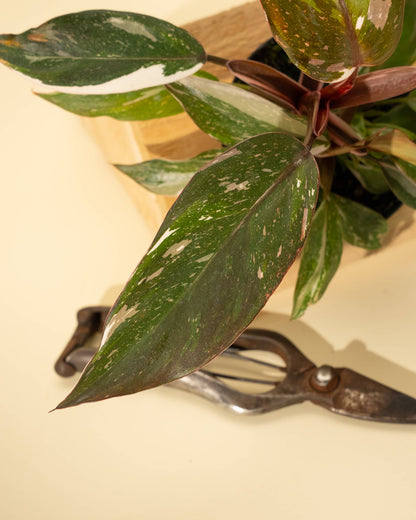 Philodendron Red Anderson 'Pink Knight' - 4 inch