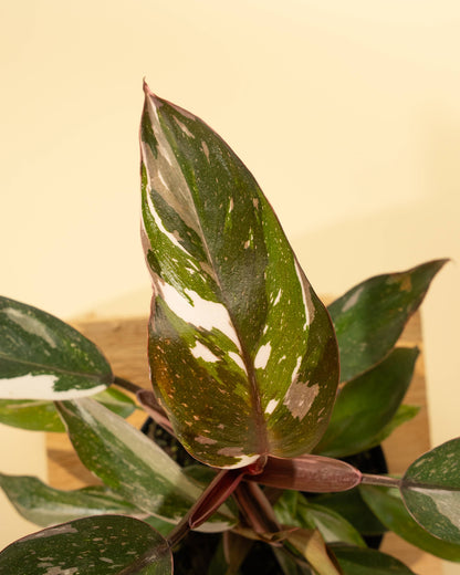 Philodendron Red Anderson 'Pink Knight' - 4 inch