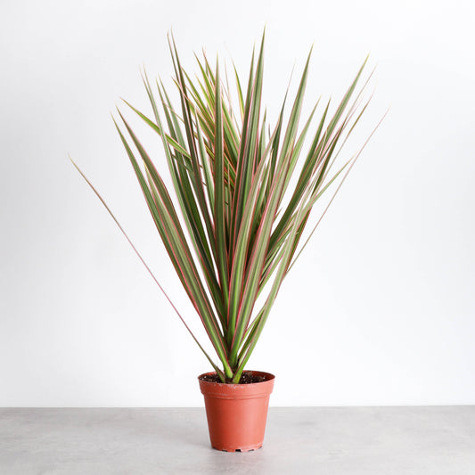 Dracaena Marginata, Dragon Tree - Live Plant