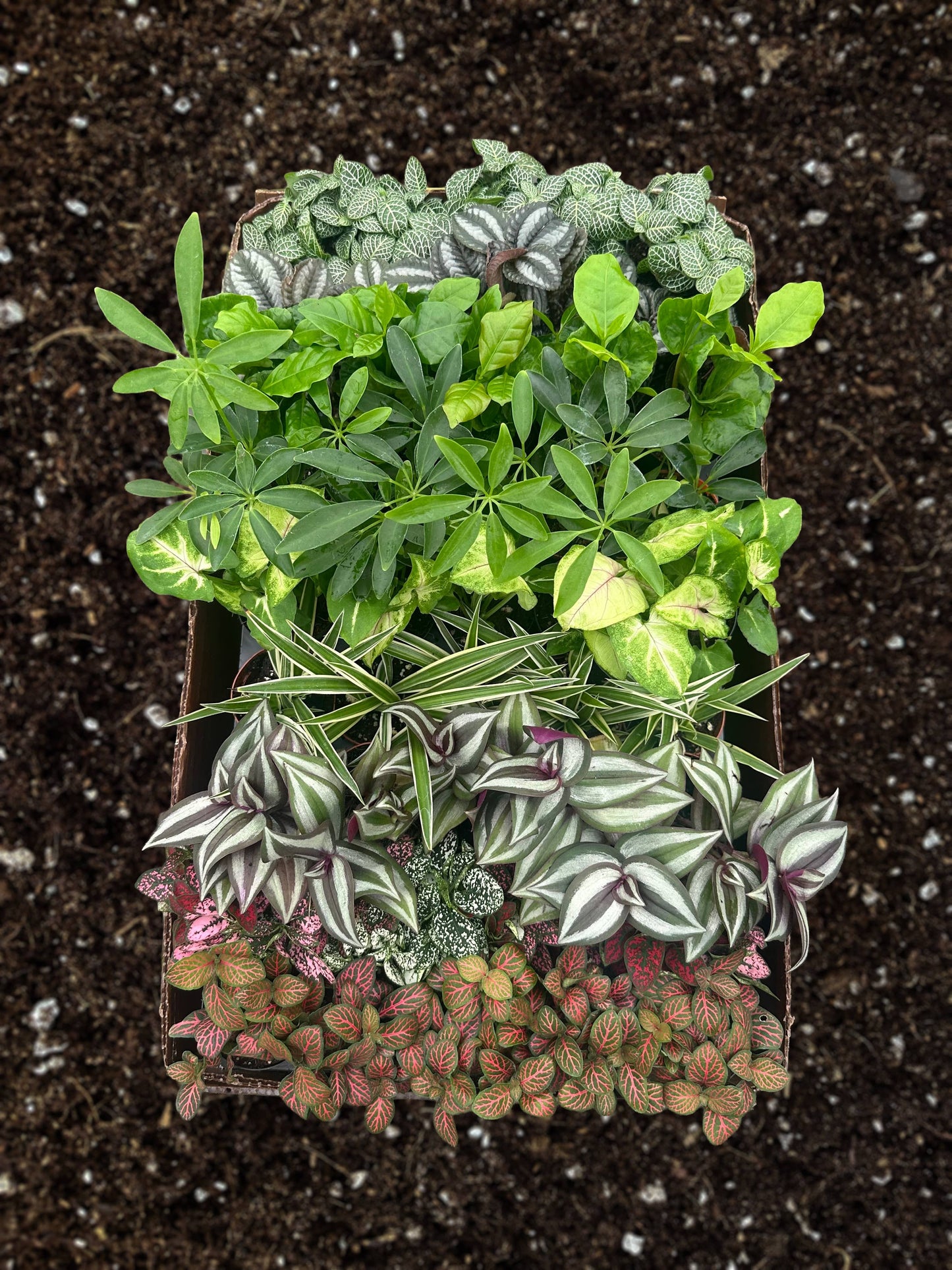 PIXIE Foliage Assortment Live Plant 2.5in