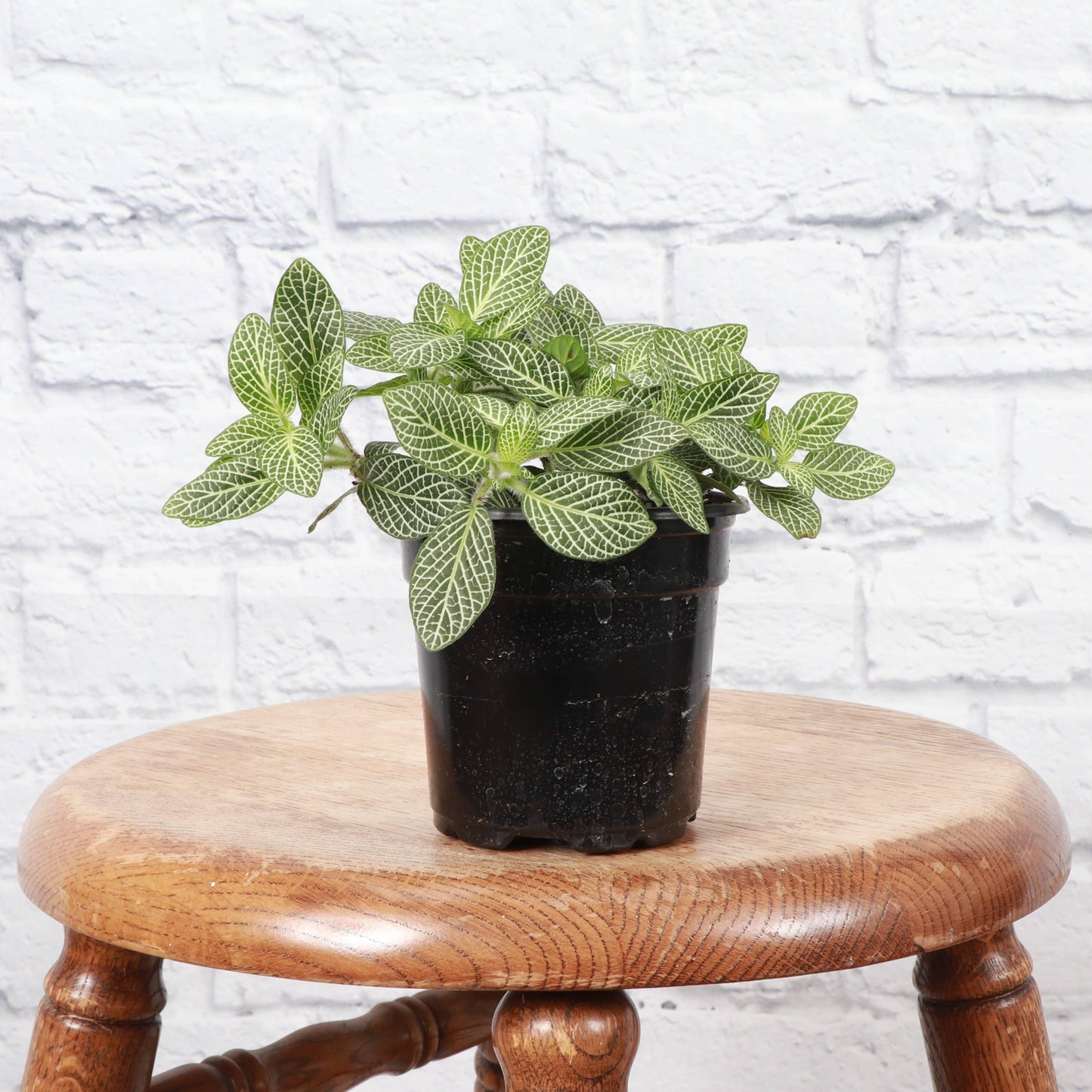 White Fittonia Nerve Plant - Live Plant