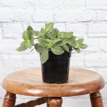 White Fittonia Nerve Plant - Live Plant