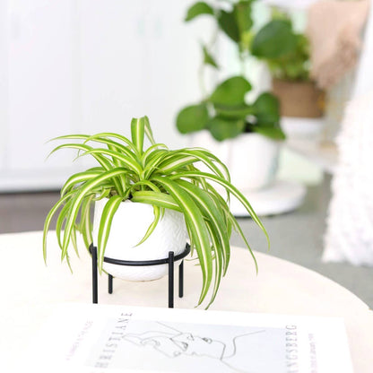 4" Solid White Ceramic Planter with Black Metal Stand