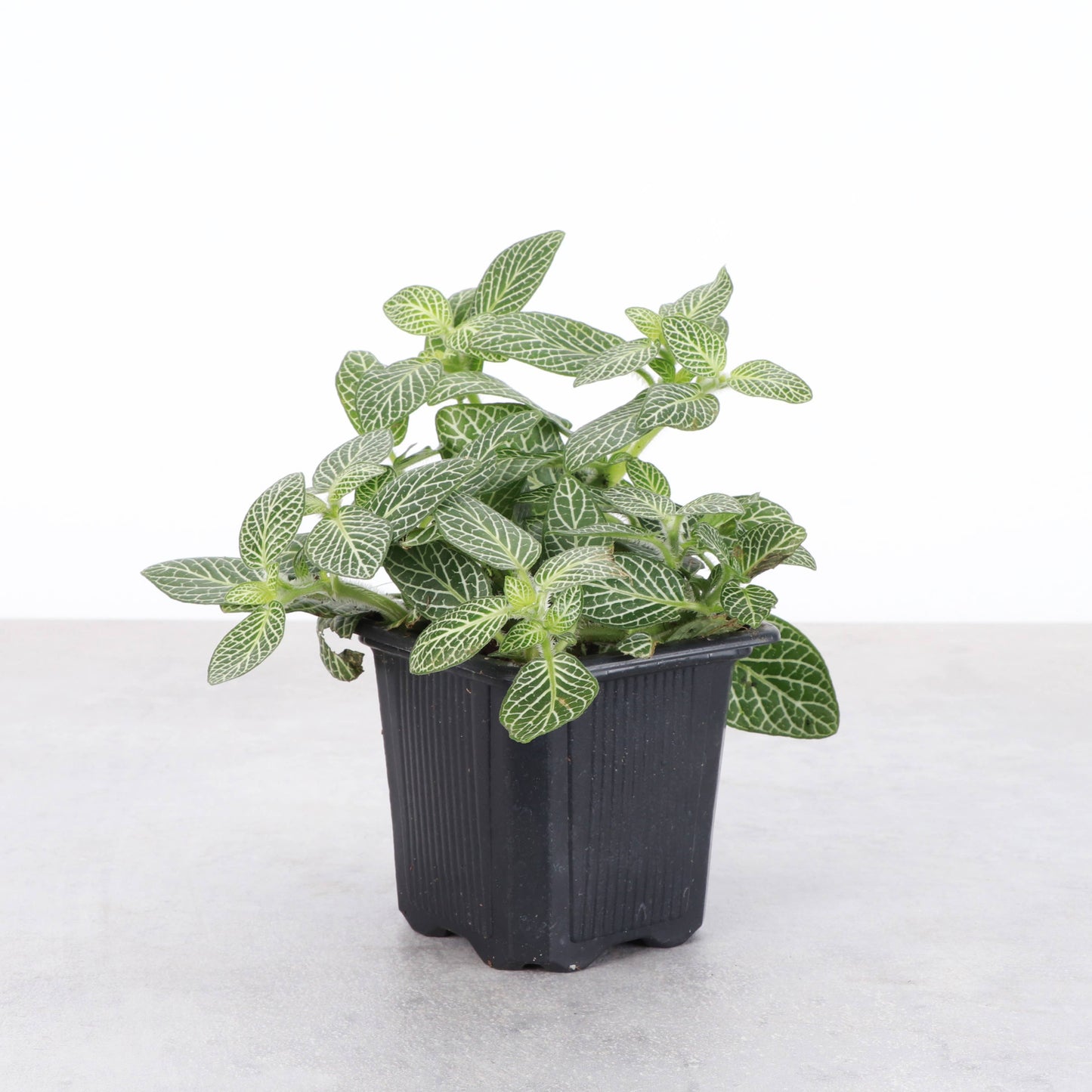 White Fittonia Nerve Plant - Live Plant