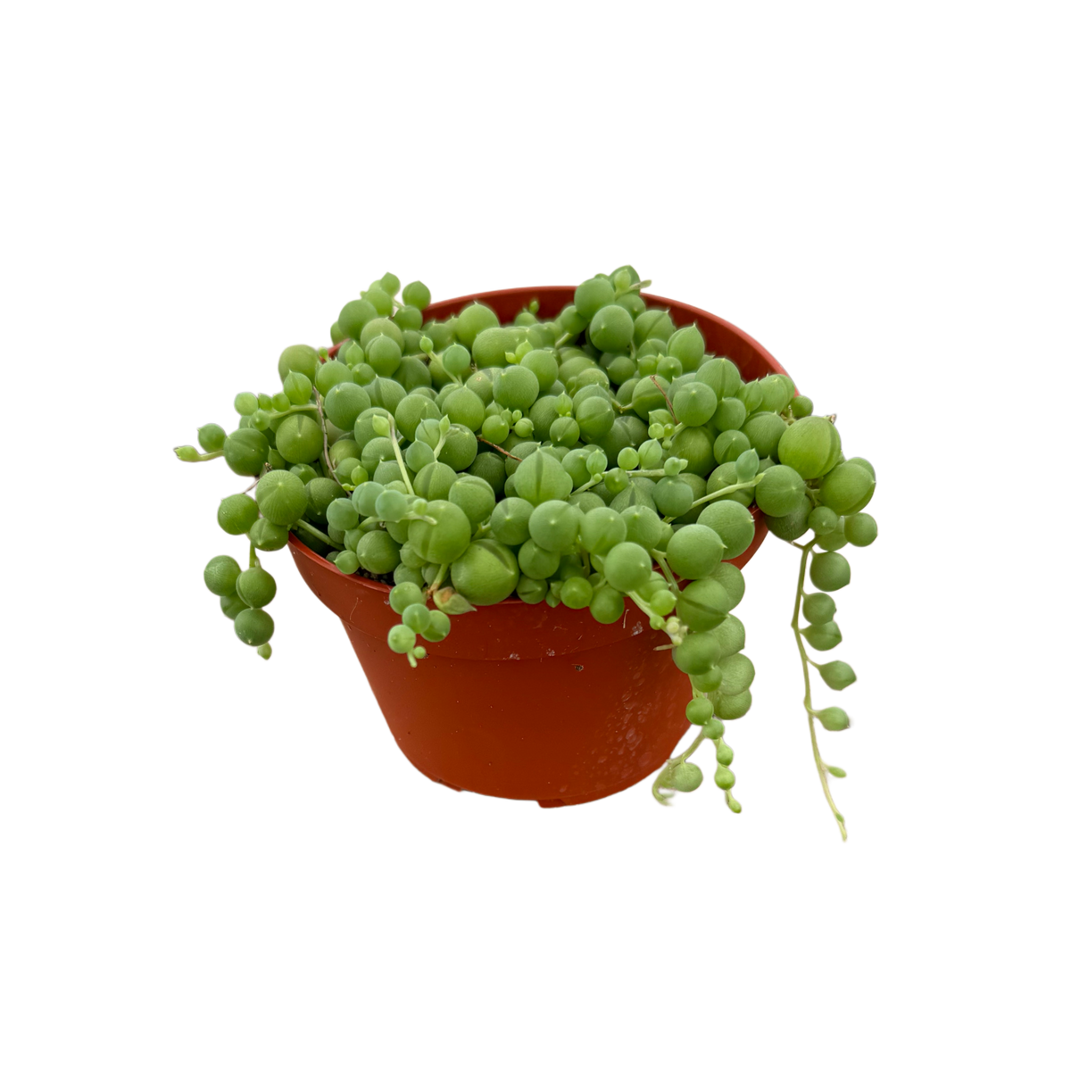 String of Pearls | 4 inch | Senecio rowleyanus