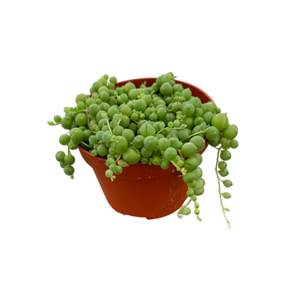 String of Pearls | 4 inch | Senecio rowleyanus