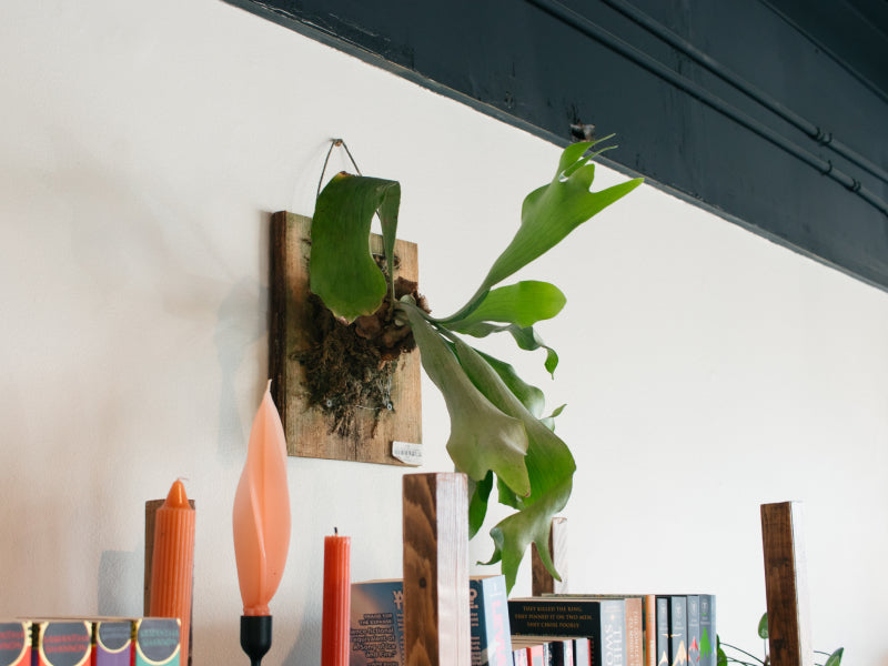 Staghorn Fern Class (Dec. 3)