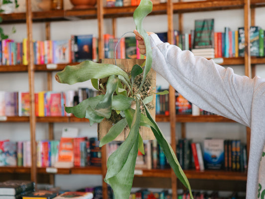 Staghorn Fern Class (Dec. 3)