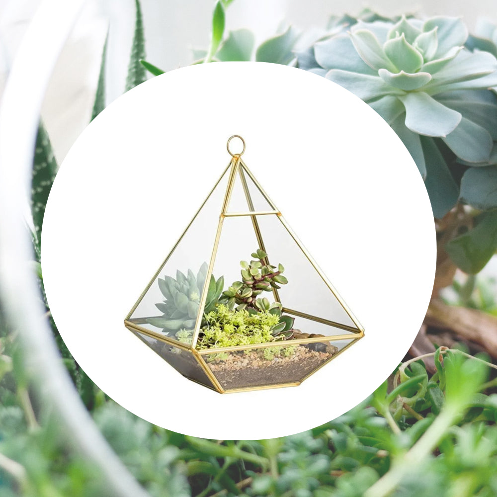 Terrarium Gardening Class (Nov. 11)