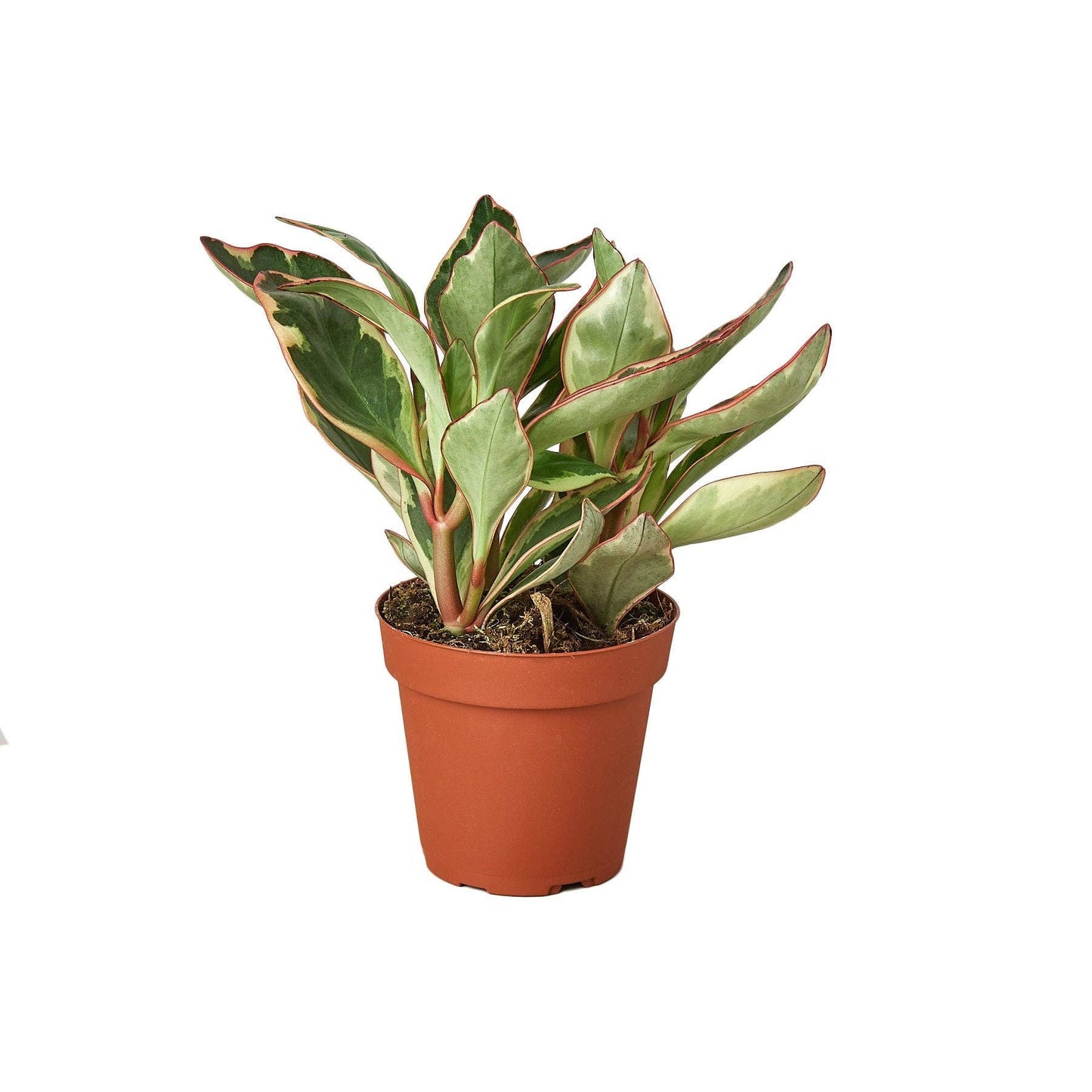 PEPEROMIA GINNY  3-inch