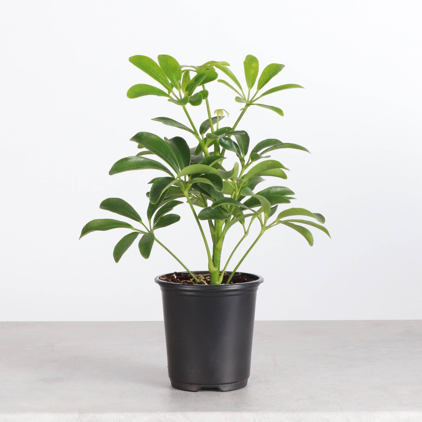 Schefflera Arboricola -  Live Plant