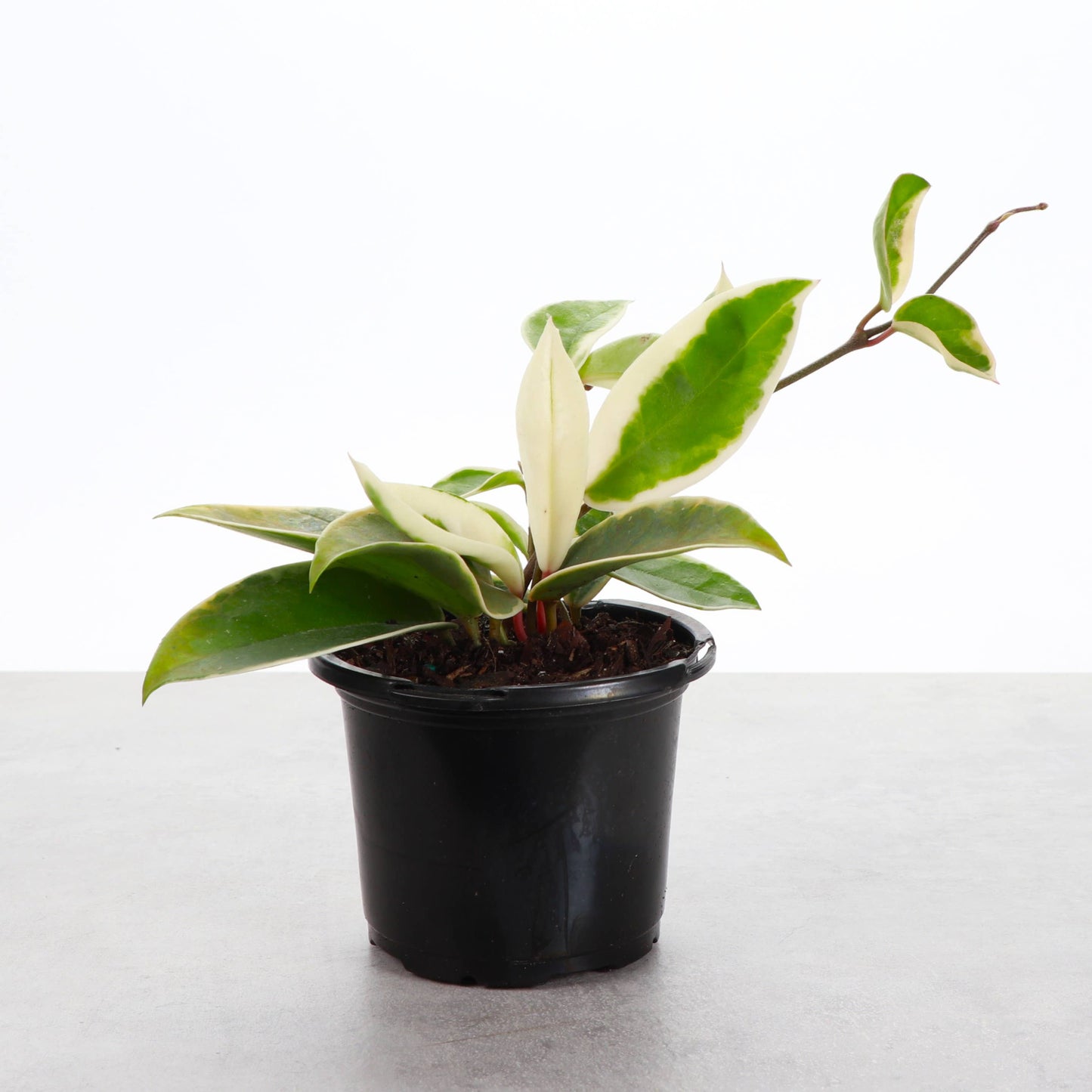 Hoya Krimson Queen Tricolor - Wax Plant - Live Plant