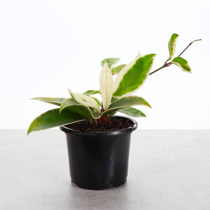 Hoya Krimson Queen Tricolor - Wax Plant - Live Plant