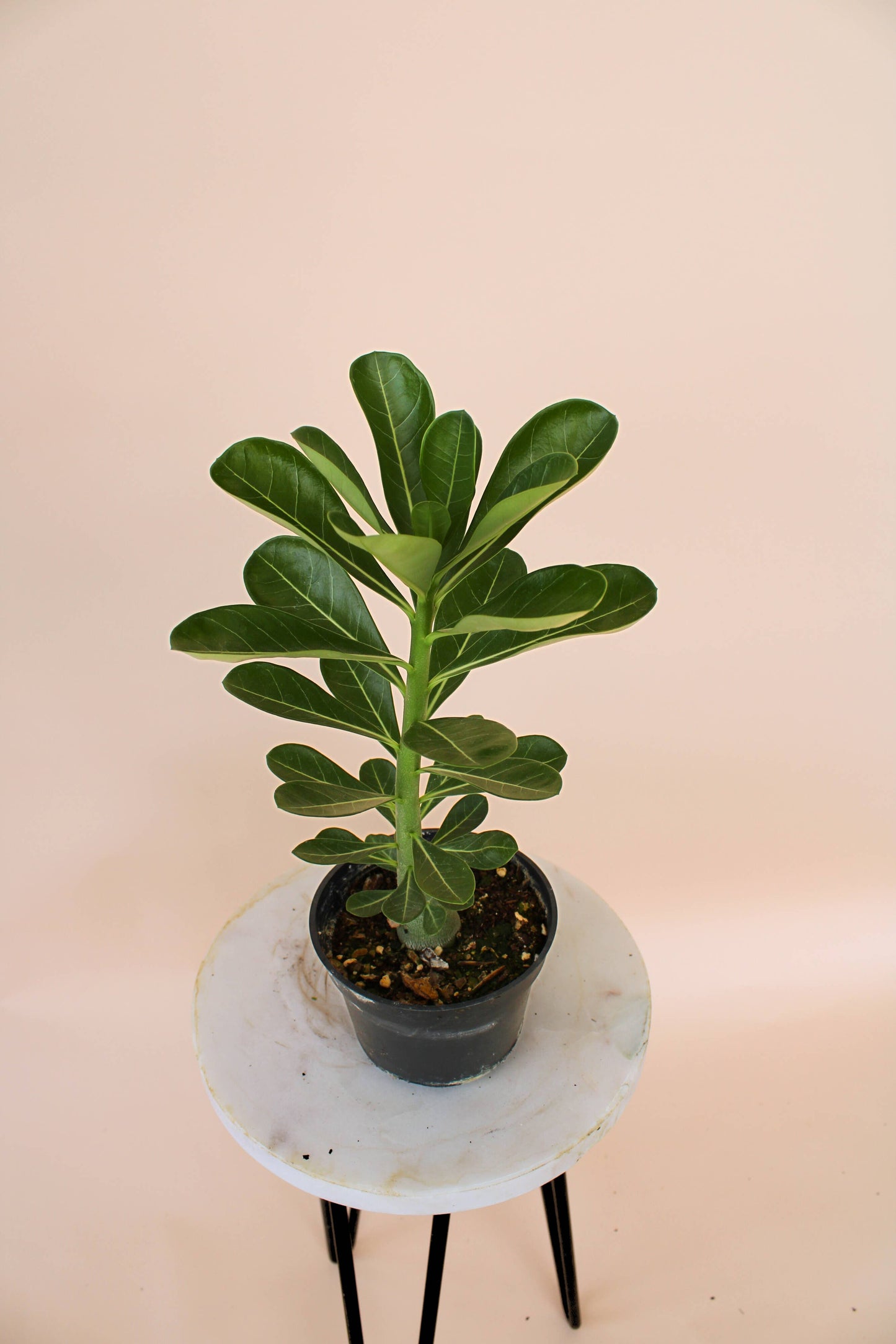 4" Desert Rose: Adenium Obesum - Mixed Color