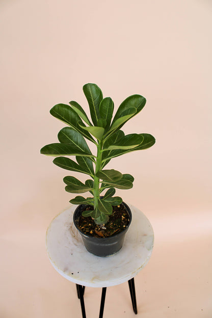 4" Desert Rose: Adenium Obesum - Mixed Color