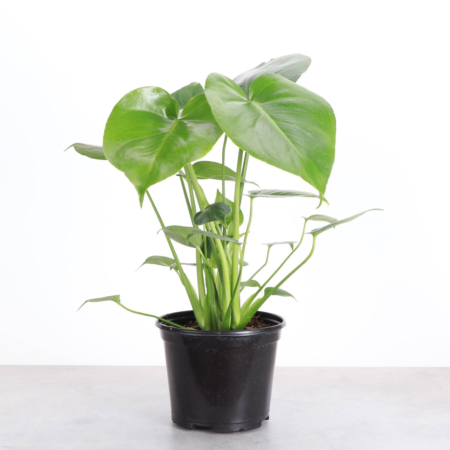 Monstera Deliciosa - Live Plant