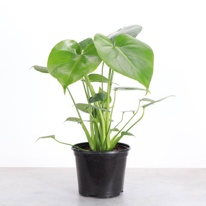 Monstera Deliciosa - Live Plant