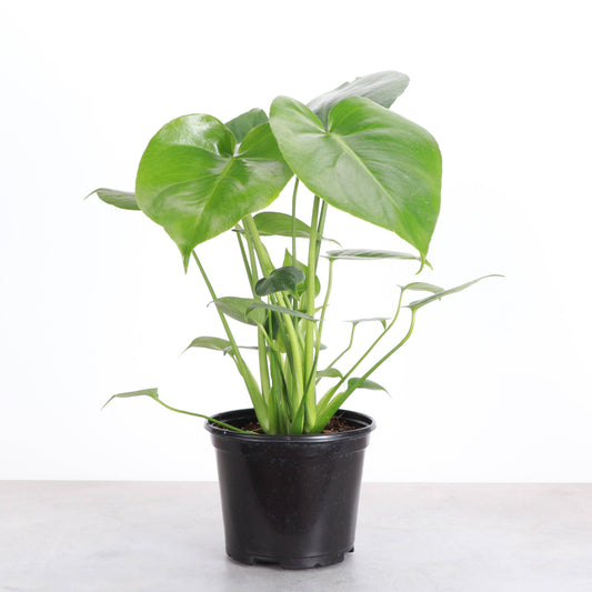 Monstera Deliciosa - Live Plant