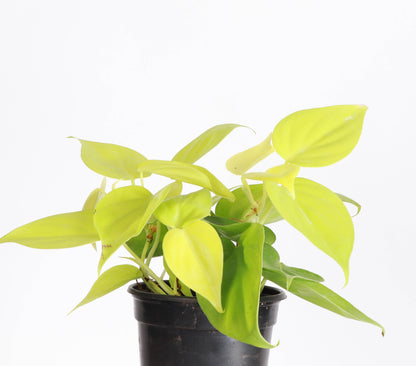 Lemon Lime Philodendron - 4" Live Plant