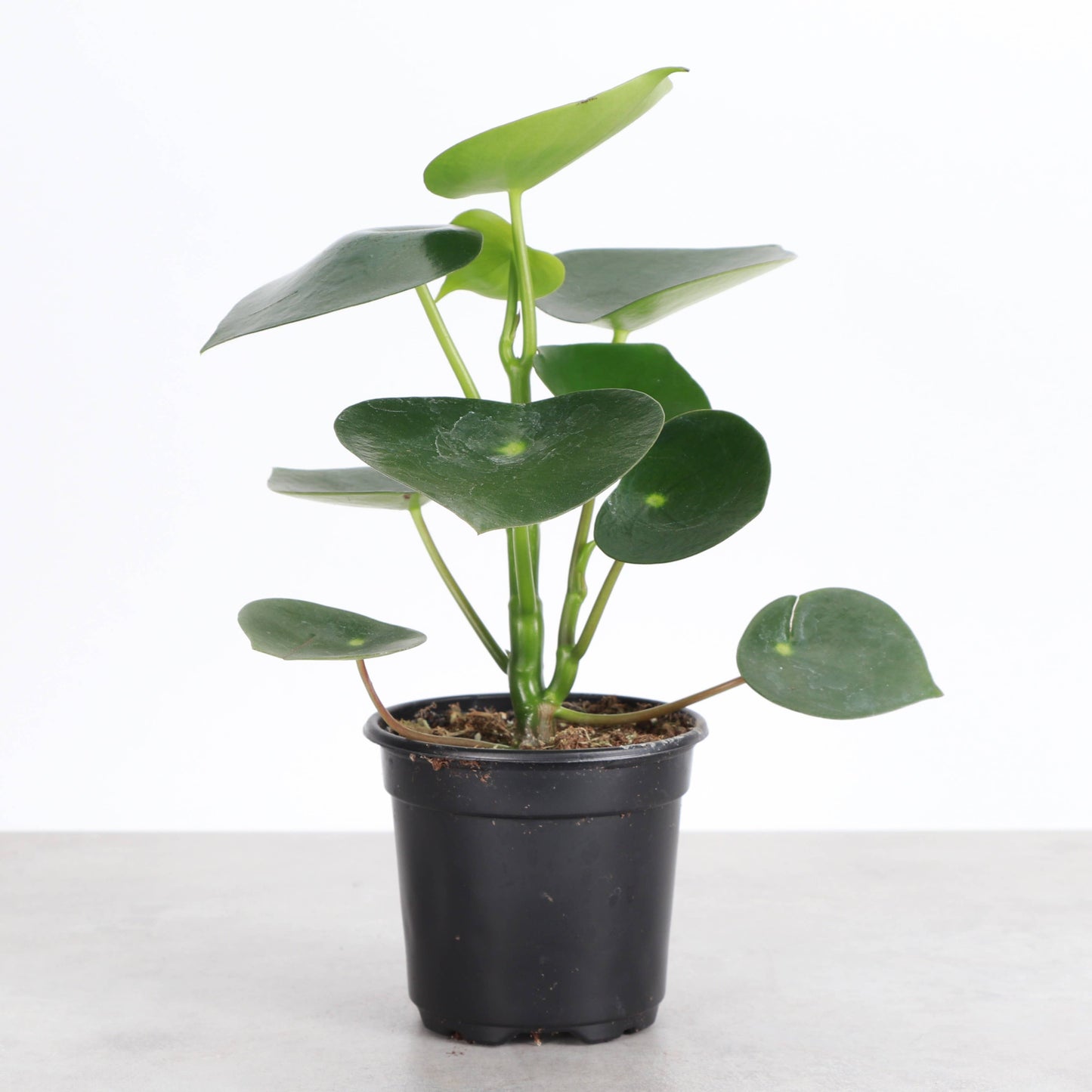 Raindrop Peperomia - 4" Live Plant