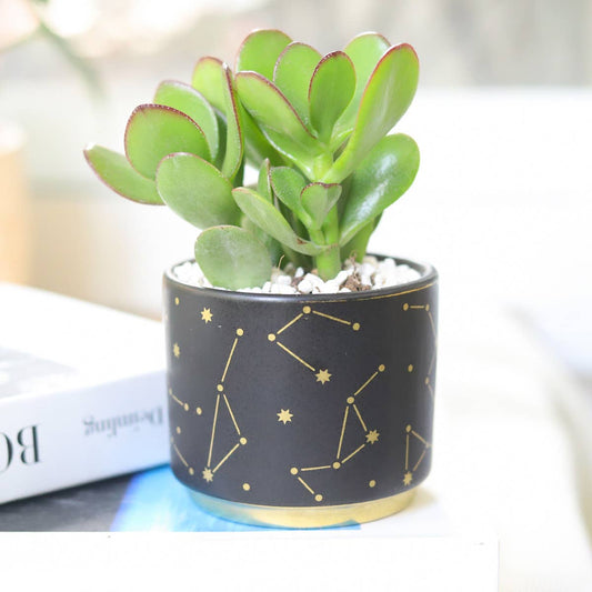 3" Celestial Pot - Succulent Planters For Small Spaces
