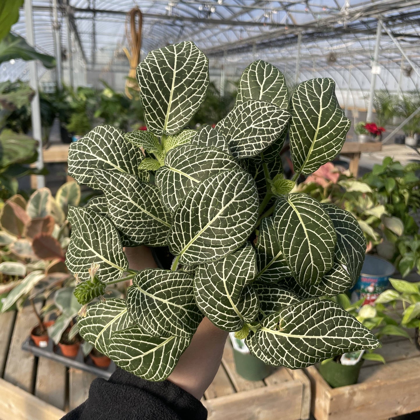 White Fittonia Nerve Plant - Live Plant