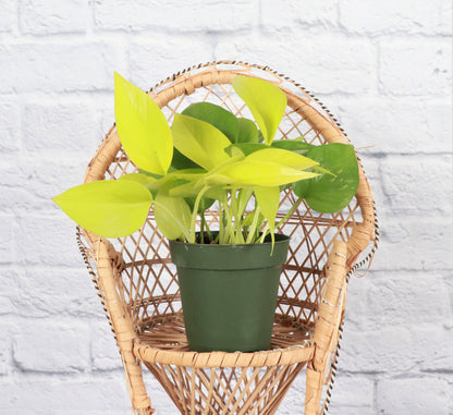 Neon Pothos Plant - Live Plant