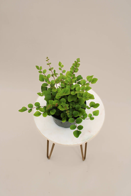 4” fern assorted