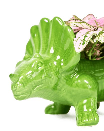 Dinosaur Ceramic Indoor Plant Pot Kits