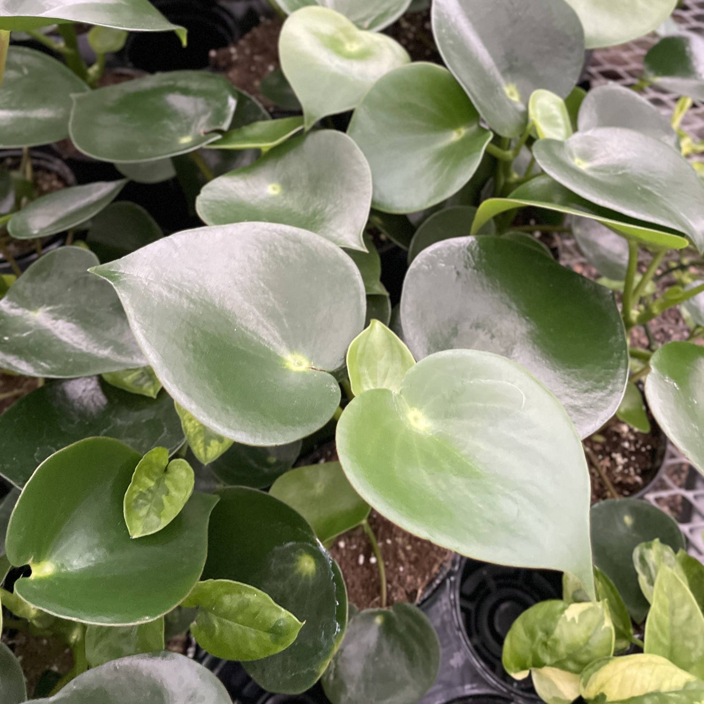 Raindrop Peperomia - 4" Live Plant